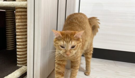 飼い主が爆裂トークする猫Live