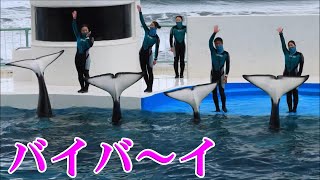 鴨川シーワールドのシャチさん達😁全員揃うと可愛さ100倍😍