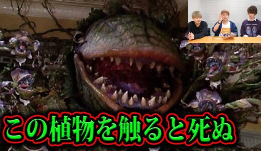 この植物を見ても絶対に触らないでください。