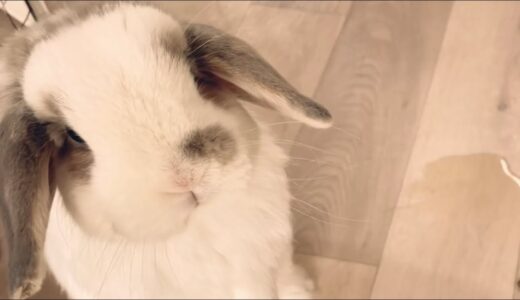 ウサギがおしっこをばら撒く理由