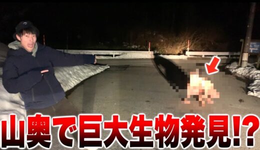 【未確認生物】山奥で巨大生物の撮影に成功!!!  UMA！？