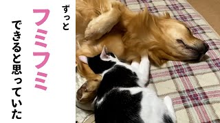フミフミしたいのに断られたニャンコさん