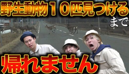 野生動物10匹見つけるまで帰れません！in北海道