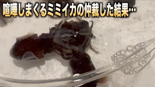 ミミイカ同士が喧嘩していたので仲裁したら。。。#shorts