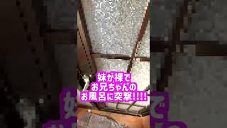 妹が全裸で兄の風呂に突入してみた #shorts