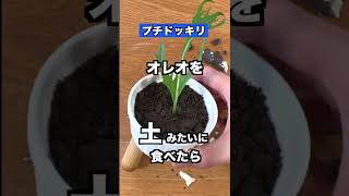 オレオを土みたいに食べた時の妹の反応がww 【ドッキリ】#shorts