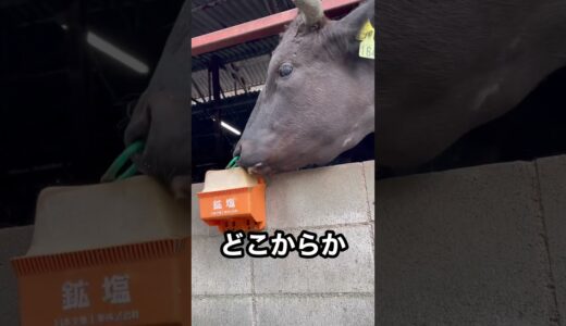 【異常行動】牛がゲロ🤮