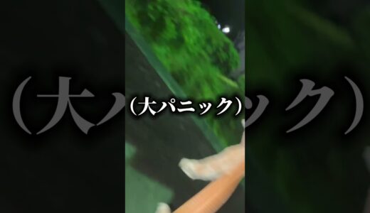 【緊急】夜中に動物から追いかけられました…。#shorts