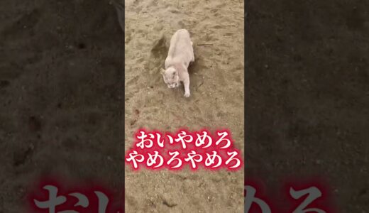 【事件】公園でネコに攻撃されました。。#shorts