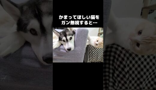 かまってほしい猫をガン無視するとこうなります笑#shorts